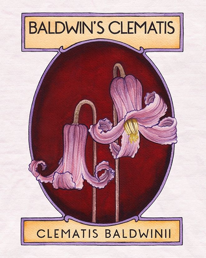 A painting of a pinkish purple flower that looks like a fairy would wear it as a hat. 