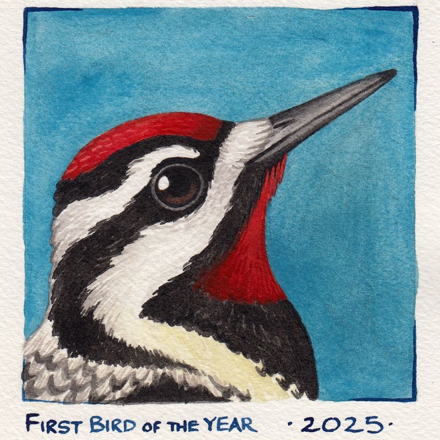 A painted portrait of a male Yellow-bellied Sapsucker 