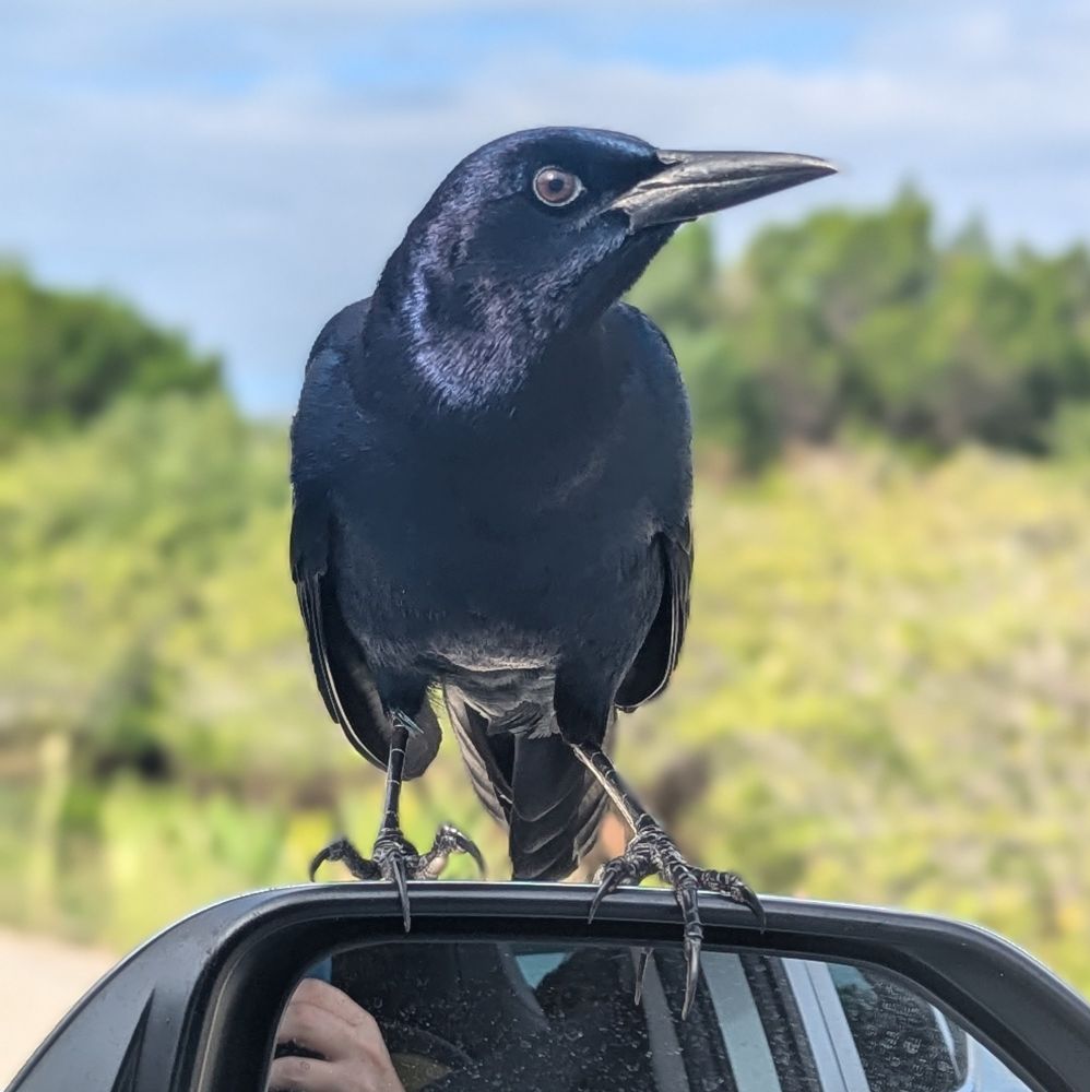 A Boat-tailed Grackle sitting on a car side mirror.