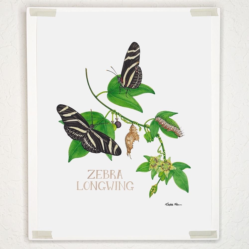 Zebra Longwing butterflies, eggs, caterpillar, and chrysalis on Corkystem Passionflower.