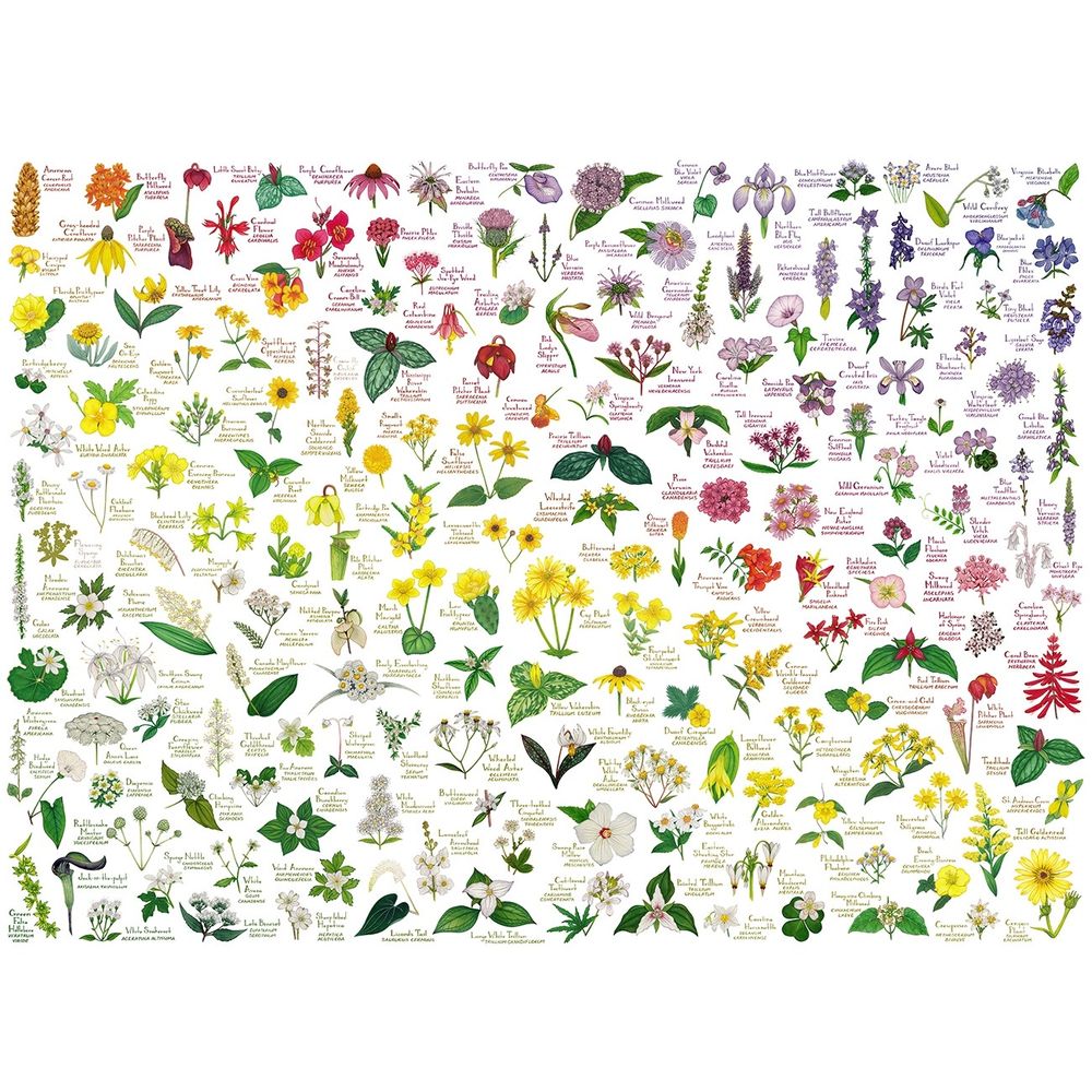 A rainbow made of native wildflower watercolor paintings.