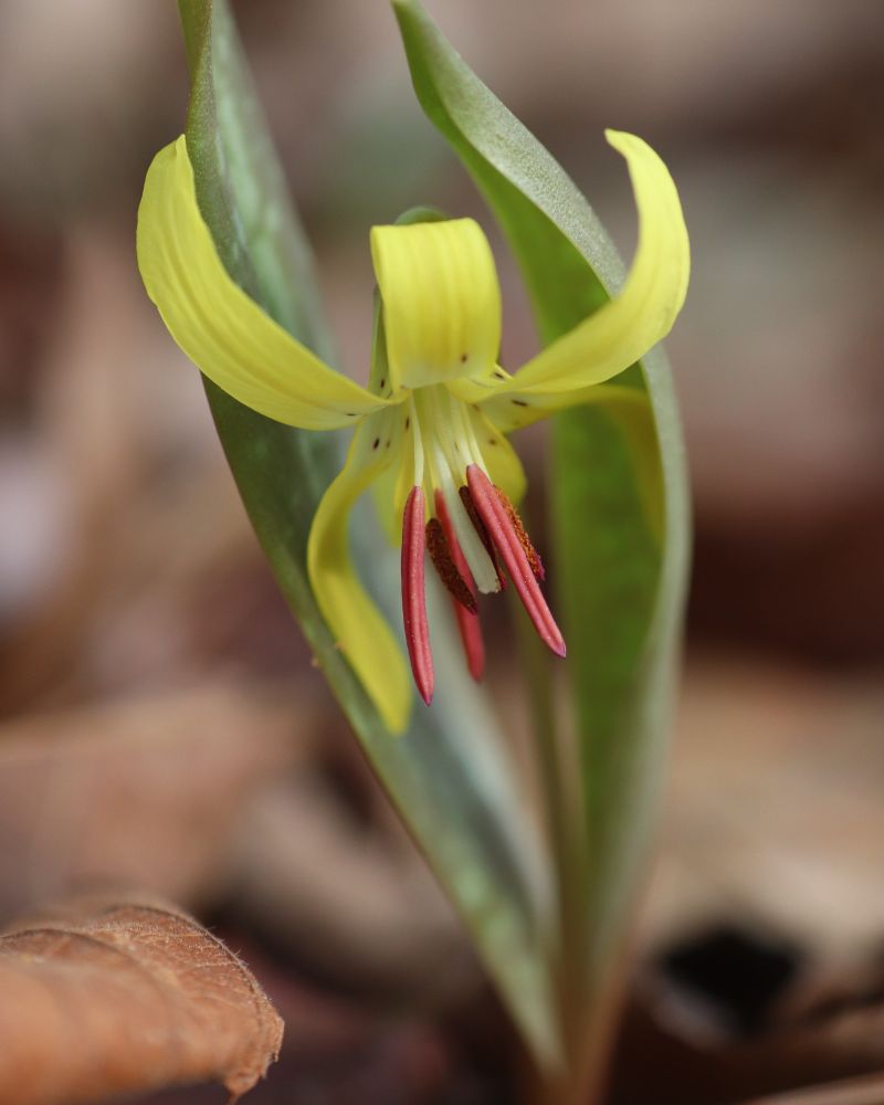Dimpled Trout Lily, yellow flower with rusty speckles.