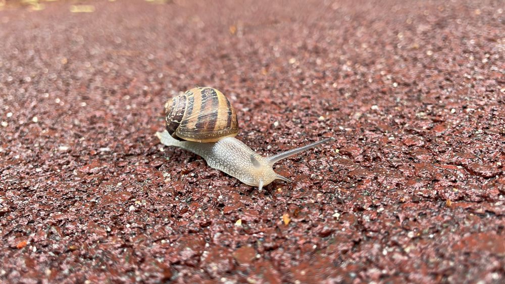A snail moving across wet red pavement the morning after an evening rain.