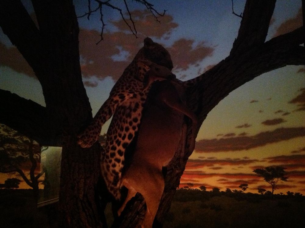 A museum diorama of a leopard feeding at dusk, holding a deer it has fatally attacked by the neck in a tree.