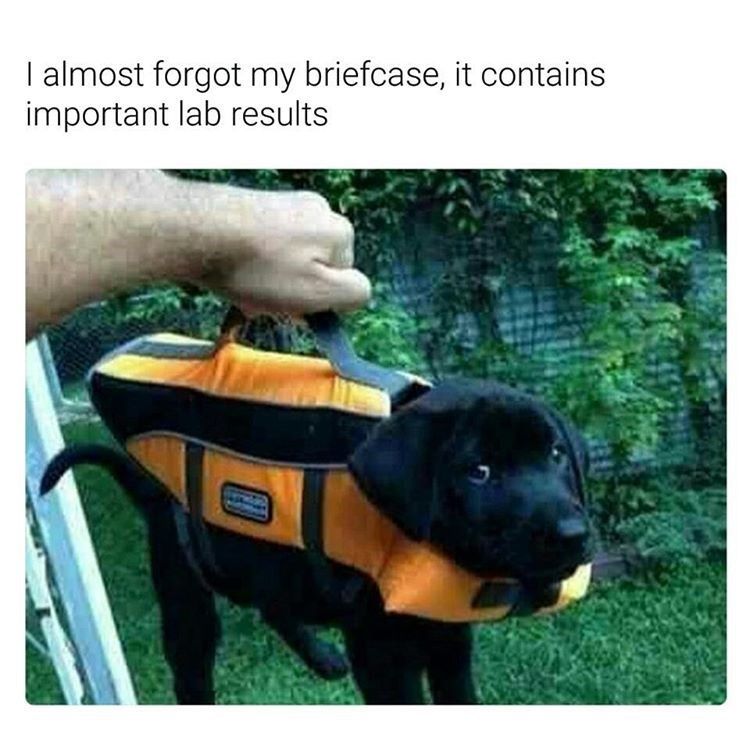 A picture of a person's hand holding a Labrador puppy like a briefcase. The puppy is in a cute jacket that has a handle on the back. 