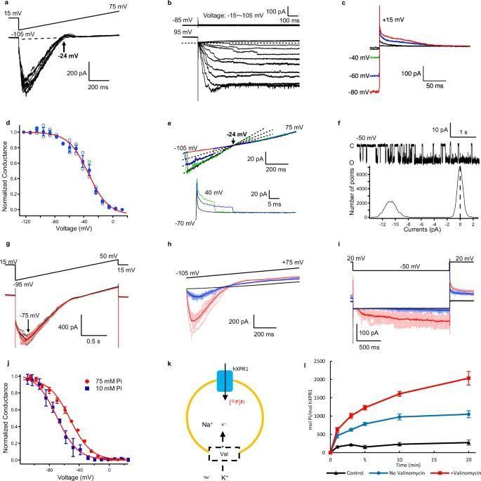 Electrophysiological records