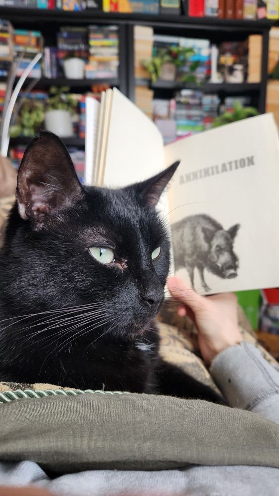 Black cat with green eyes laying on top of the person taking a photo of said cat. The person is holding a book in their other hand and in the background are bookshelves filled with books and plants. 