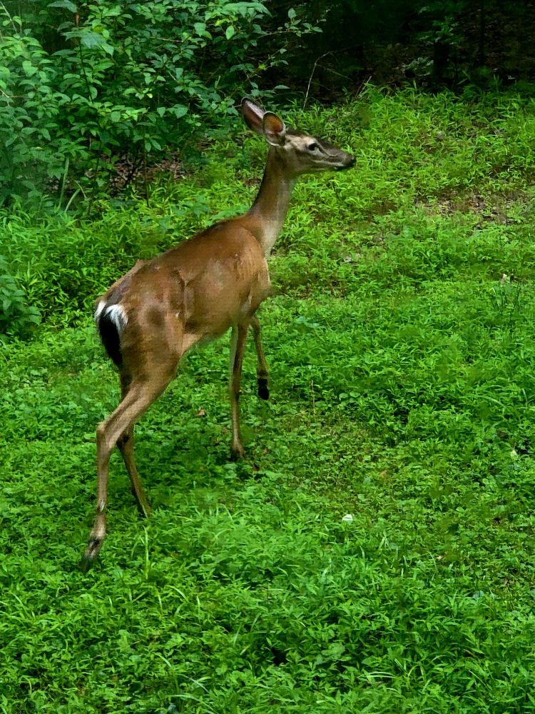 A photo of a deer in grass