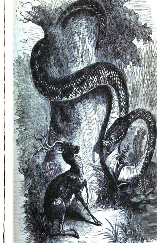 Illustration of a large boa constrictor in a tree, ready to strike at a frightened deer. 