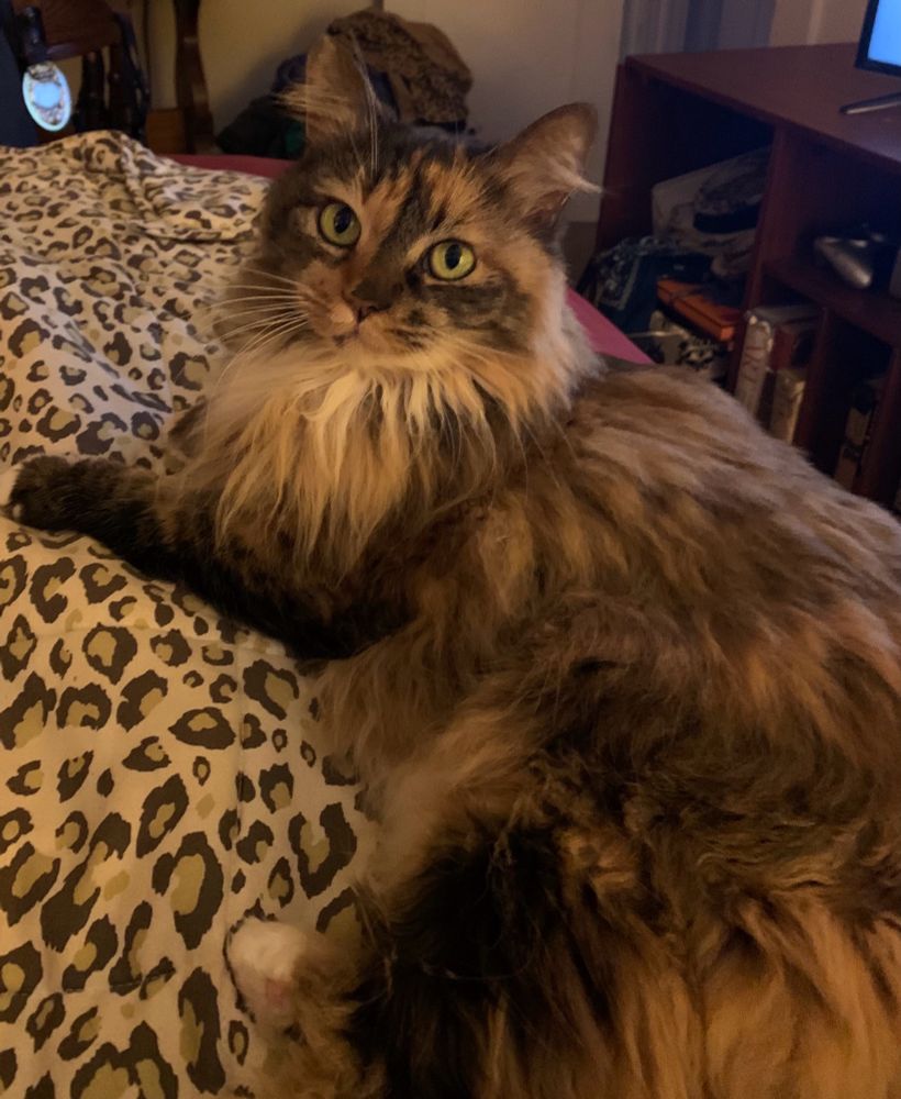 Fluffy cat on a leopard blanket. 