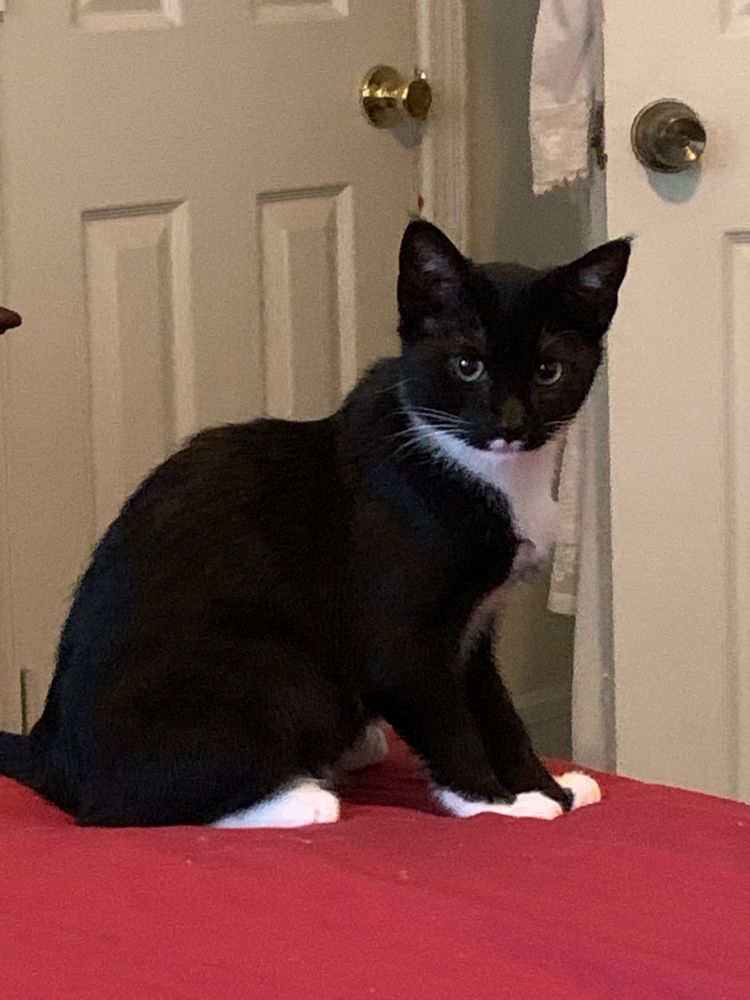 Tuxedo cat