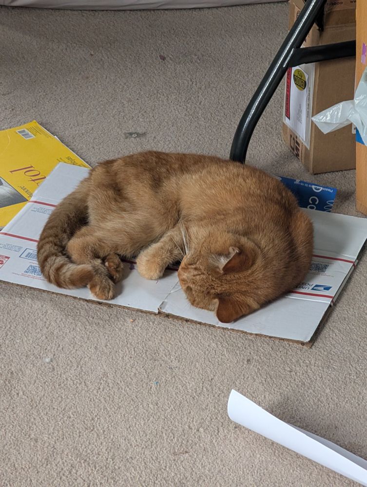 My elderly orange cat Henry sleeping on a flat shipping box under my desk. Gonna give him a raise.