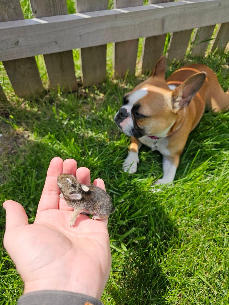 A brown and white Boston terrier lying in the grass, my partner’s hand holding a tiny baby bunny.