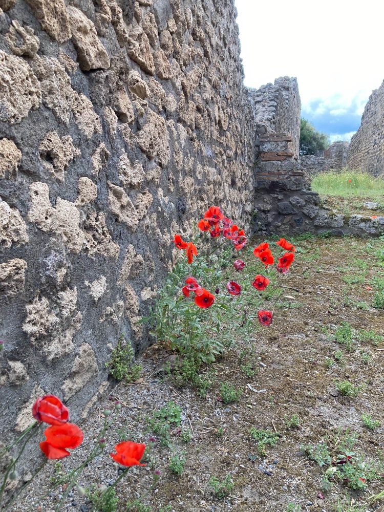 In the ruins of Pompeii: a wall on the left, scrubby grass where the floor would be, the sky on the distance (upper right) with cumulonimbus clouds, and red poppies in the foreground. 
