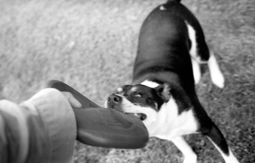 A black and white photograph of an arm and hand holding a frisbee that a little black and white is tugging.