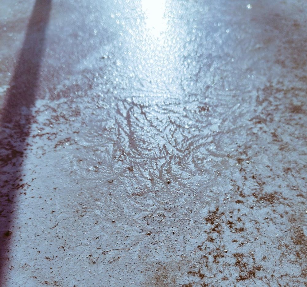 薄く張った氷の表面一面に、杉の葉のような繊細な模様がついています