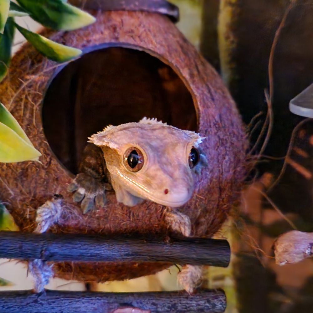 A crested gecko looking out of its coconut shell hide 