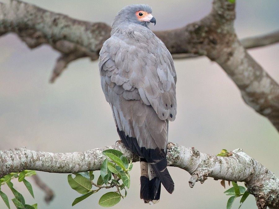 African Harrier-Hawk - Ian Davies