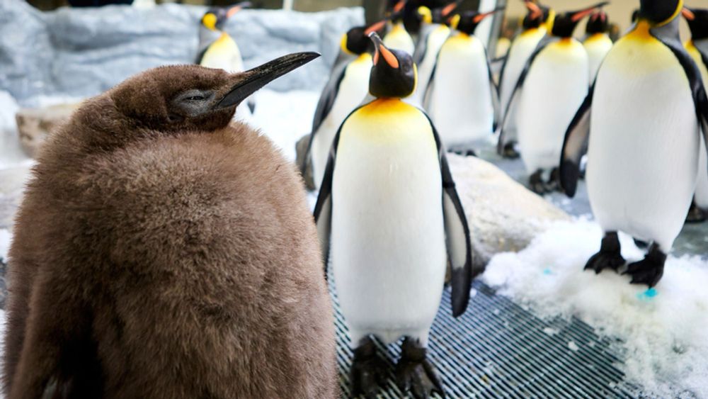 Foto do pinguim Pesto gigante perto de outros pinguins "normais". Nem trocar de pena o bicho trocou ainda, então ele é felpudinho marrom.