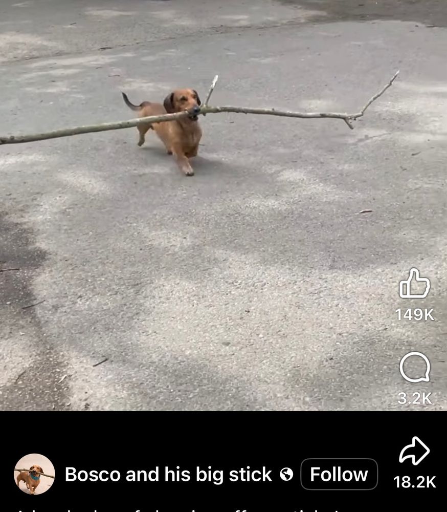 Small brown dachshund carrying a big stick (about 4 foot across) in its mouth. 
