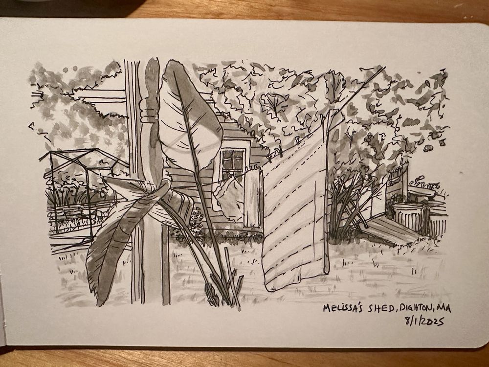 Pen and ink wash drawing of a summertime scene, including a clothesline with a comforter on it and a house plant and a shed in the background