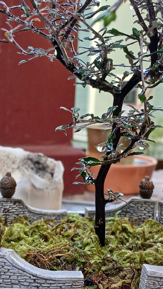 Water droplet hang from a bonsai tree, surrounded by moss and miniature walls.