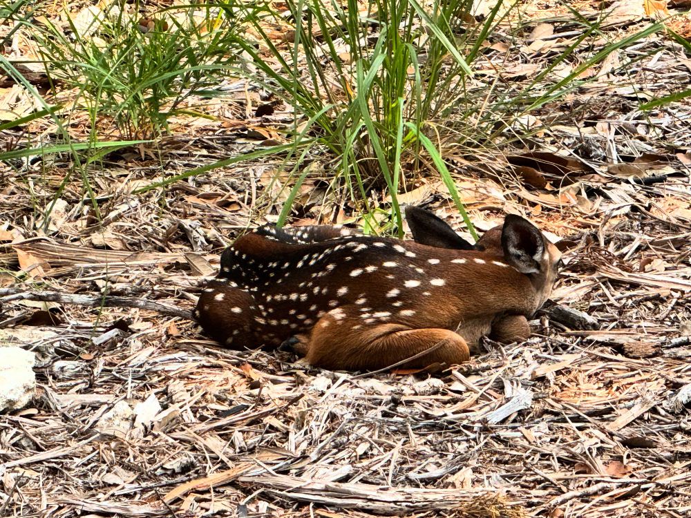 Fawn