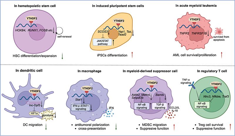 The role of YTHDF2 in HSCs, iPSCs, AML cells, and different immune cells. (Top) The m6A/YTHDF2 influences the differentiation or proliferation of HSCs, iPSCs, and AML cells. (Bottom) YTHDF2 affects DC migration and the cross presentation of antitumoral macrophages and maintains the suppressive function of MDSCs and Tregs. In general, inhibiting YTHDF2 triggers the antitumor immunity. Figure created with BioRender. 