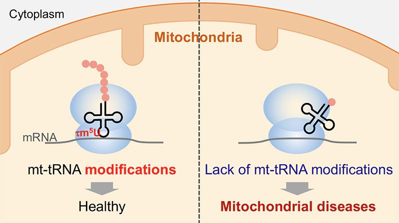 Mitochondrial (mt-) tRNA modifications play pivotal roles in decoding and sustaining tRNA stability. Loss of mt-tRNA modifications can result in mitochondrial dysfunctions and diseases.