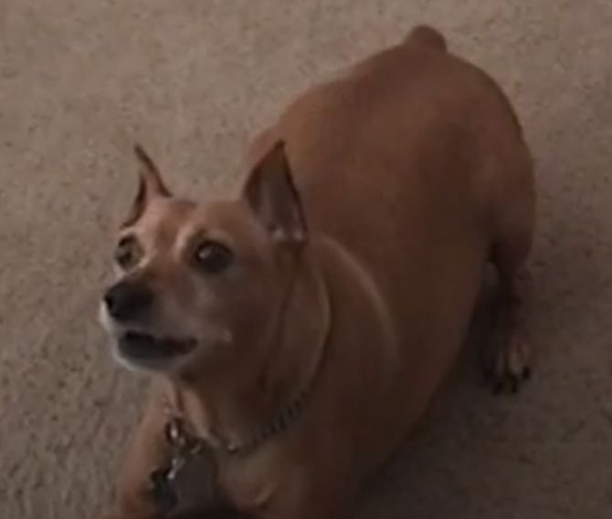 a low quality photo of my dog Chester, a miniature pinscher that passed away in 2009.