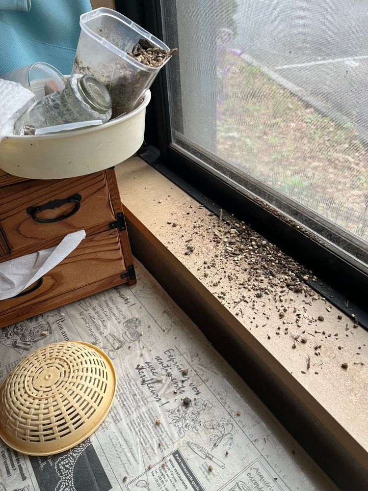 窓のそばにテーブルがあって、その上に収納箱があり、さらにその上に雑多に置かれた土入の鉢があったので、そばに居た猫が掃除機の音に驚いて土をぶちまけ窓のサッシが土だらけになっている様子。