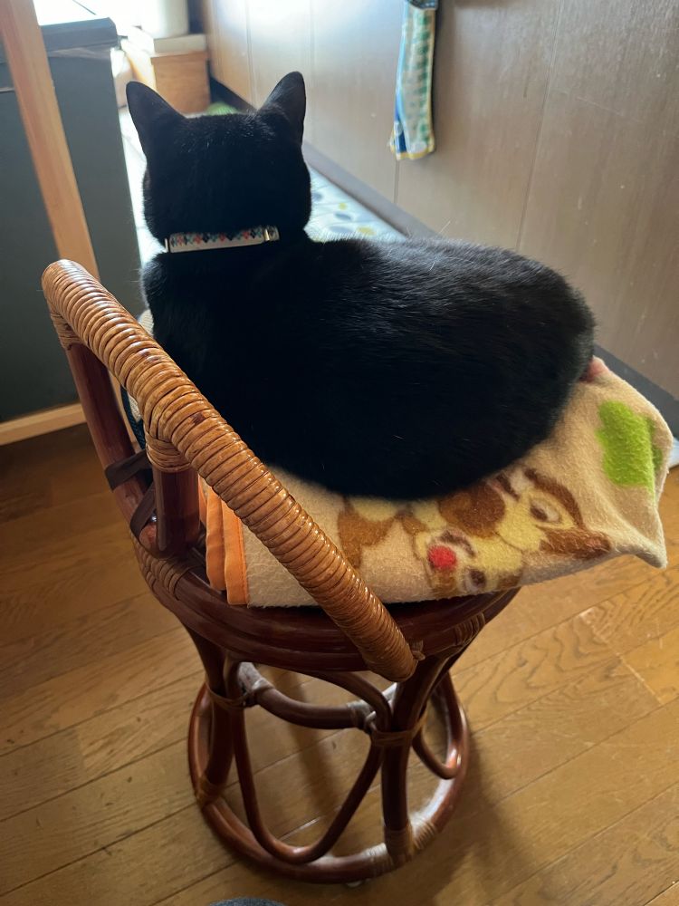 椅子の上に猫が横座りしてる