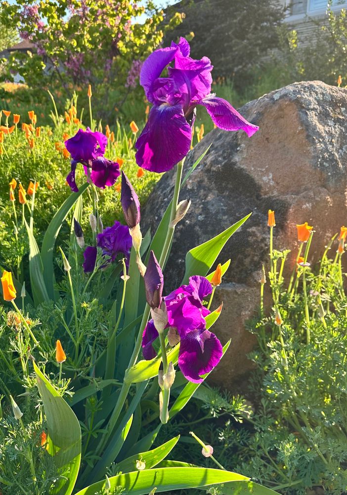 Several purple violet irises blooming in the field of California poppies in my front yard. 