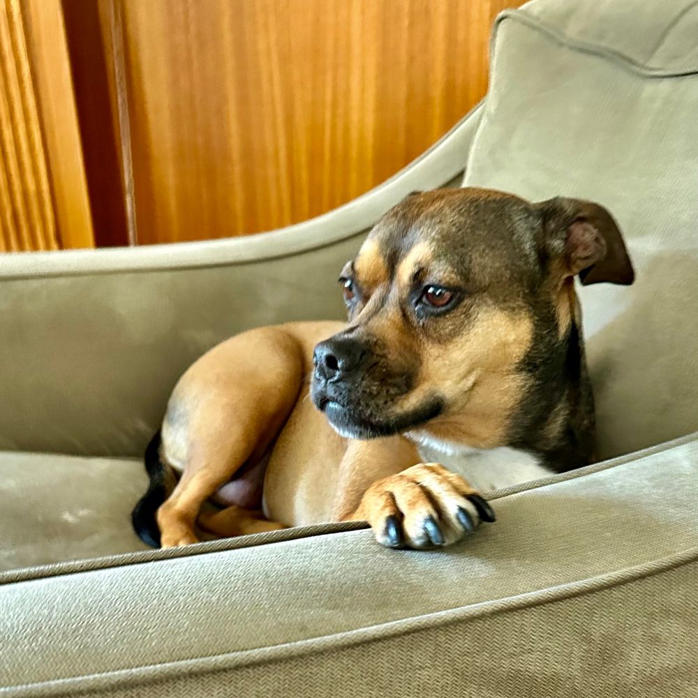 Tickles at her most adorable sitting in the sage green club chair looking off to the left with one paw artfully resting on the arm of the chair. 