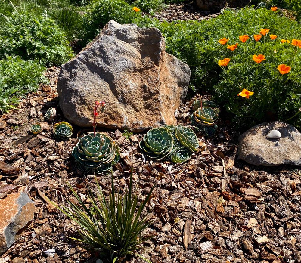 A boulder we purchased at a local rock and landscape supply company in its spot in the front yard. There was a lawn here when we moved in. Now it’s mulch, rocks, poppies, and succulents. 