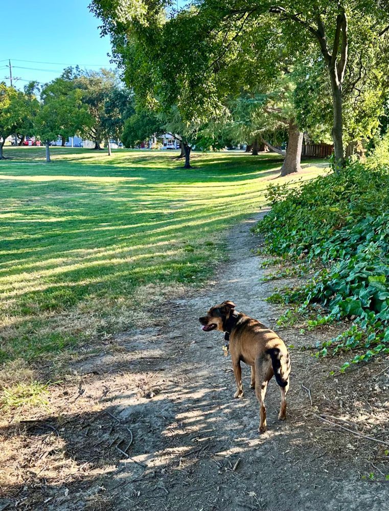 The little pit-mix standing a few yards in front of me on a worn path above the vast green lawn of Reichmuth Park. 