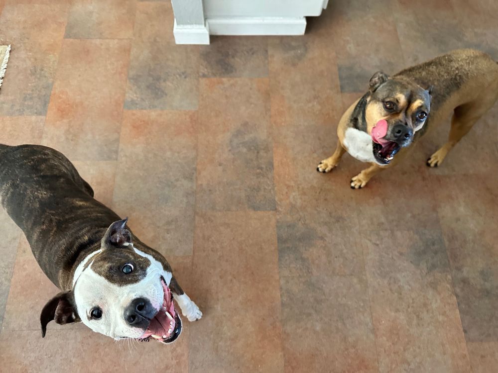 A pit and a pit-mix stand on the vinyl floor looking up eagerly. “Where are the TREATS!!?” Tickles has full tongue out licking her cheek. 