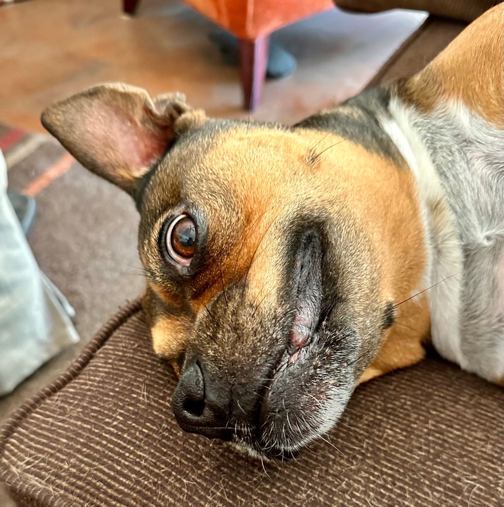 That little dog, her head on the brown corduroy couch with a wild eye and a sly grin. 