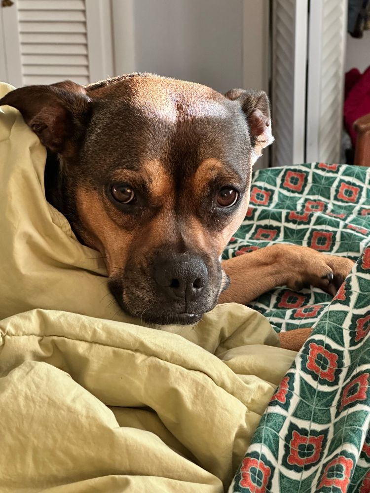 That little dog giving me a look from under the comforter. 