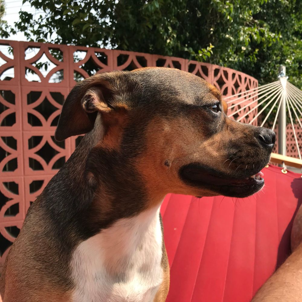 That little pit-mix in profile sitting on a red canvas hammock. Behind her is the dusty rose painted breeze block wall and the screen trees behind it. 