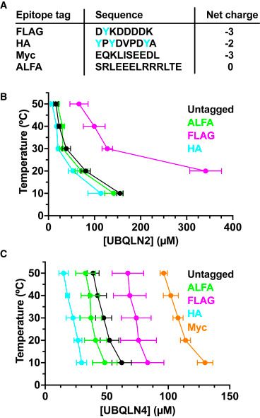 Effects of different epitopes on full-length UBQLN2 or UBQLN4 phase separation visualized via temperature-concentration phase diagrams.