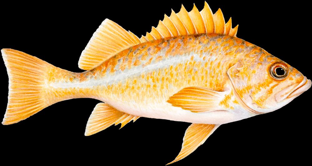 Canary Rockfish
