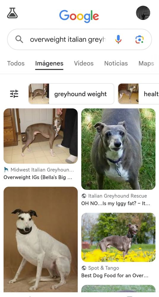 These Italian greyhounds are definitely overweight.