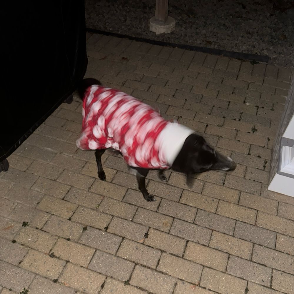 Flash photo taken outside at night time. Black dog wearing a red and white coat is blurry as she does a body shake 