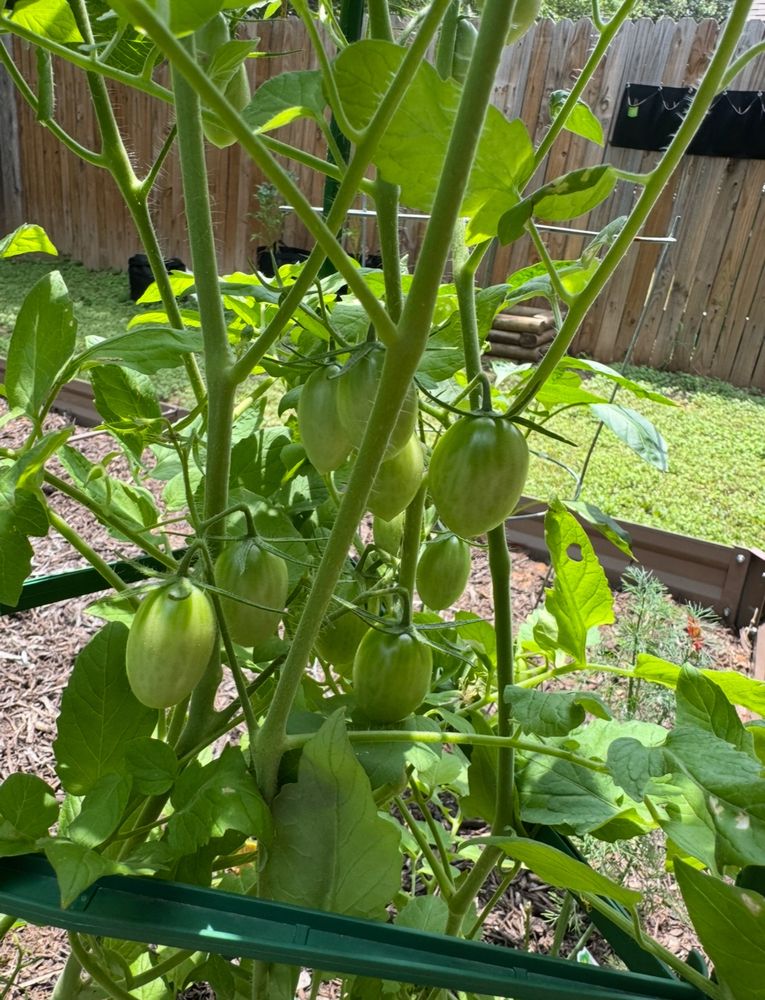 Cluster of green grape tomatoes on plant 