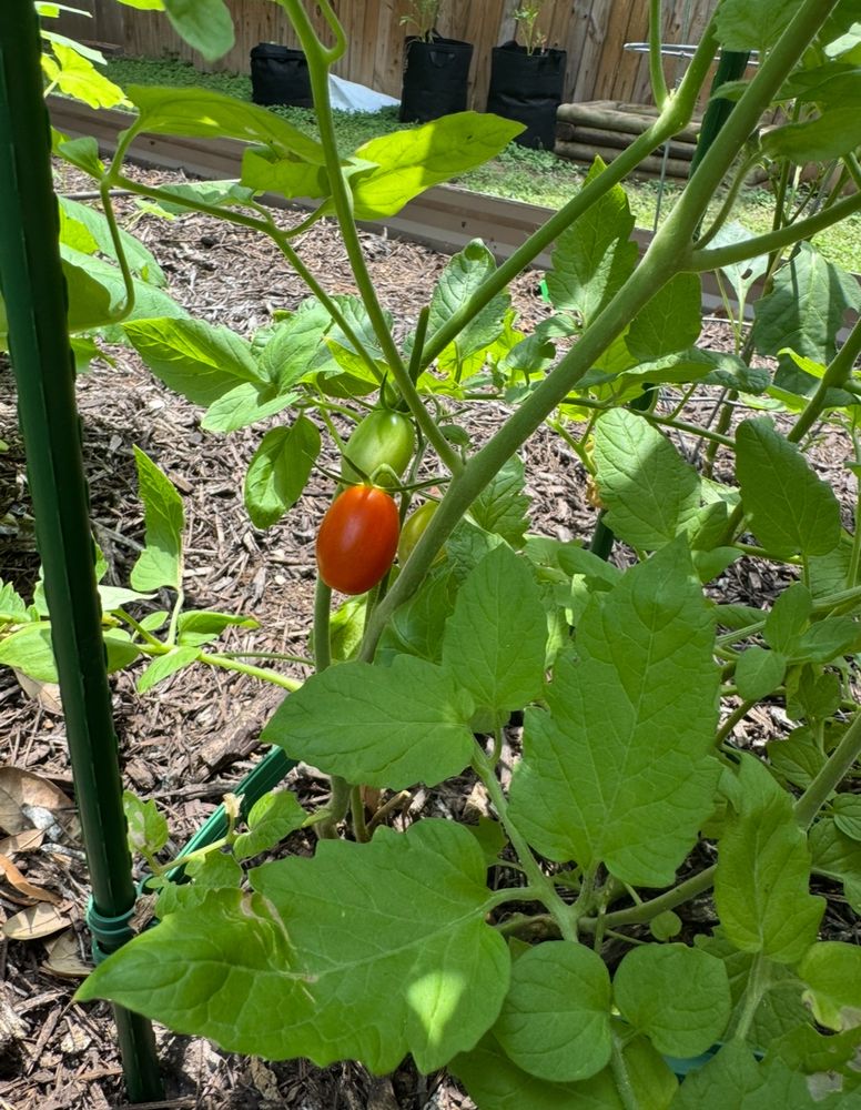 Tomato plant with one red grape tomato 