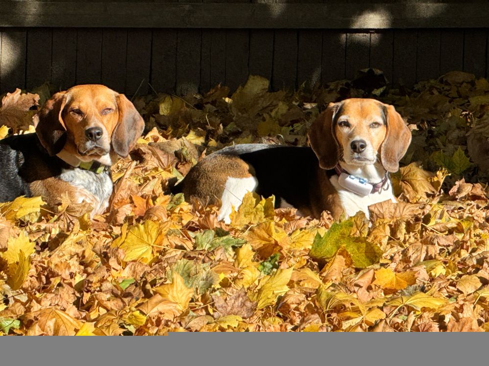 Two beagles sitting in a pile of leaves, squinting at the photographer