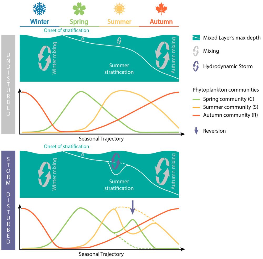 A schematic diagram showing an idealised pattern of phytoplankton community succession, with and without a storm disturbance. The storm temporarily reverses the typical seasonal phytoplankton succession pattern.