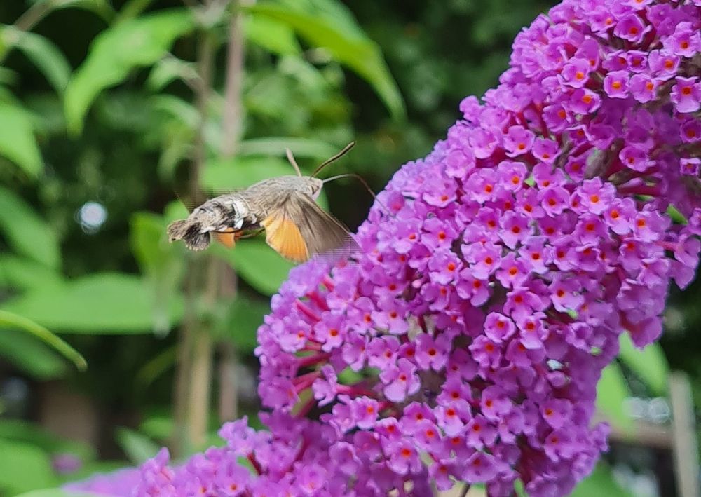A tan coloured moth hovering in front of buddleja flowers as it feeds with its extra long proboscis. The wings have bright orange patches and are a blur of motion.