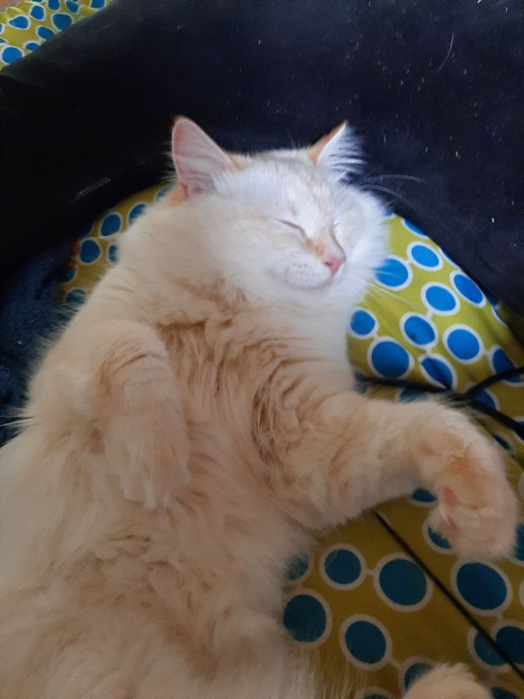 A fluffy flame point adolescent lying on his back with his eyes closed and his front paws fully relaxed. You can see toe beans on one foot. He's lying on a beanbag inside the curve of a gaming pillow and quite content
